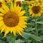 DSC_0342  Sunflowers with bees  Aug 2015