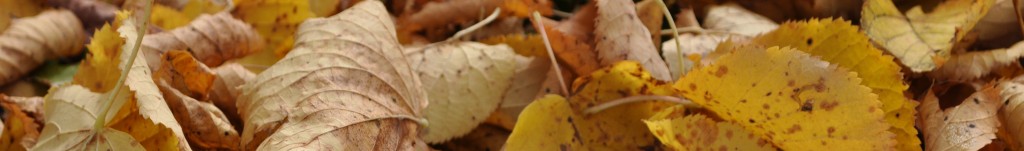 DSC_0893  golf ball in autumn leaves